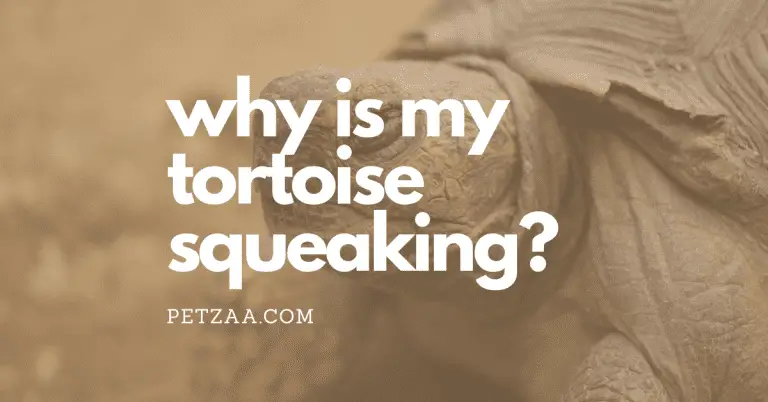 6 Reasons Why Tortoises Squeak, Croak, and Quack? [Tips]