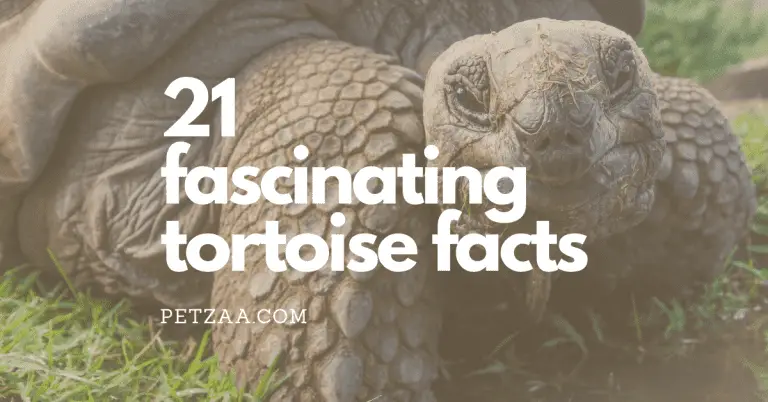 21 Fascinating Tortoise Statistics & Facts