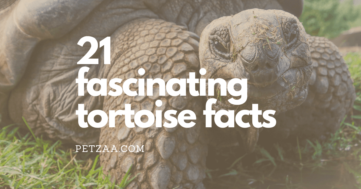 21 fascinating tortoise facts and statistics