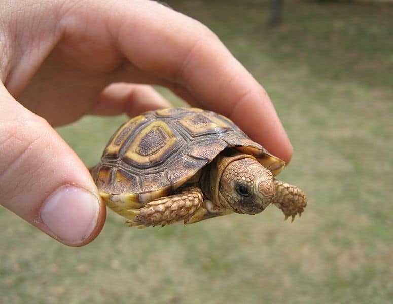 21 Fascinating Tortoise Statistics & Facts 3
