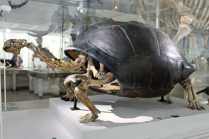 21 Fascinating Tortoise Statistics & Facts 5