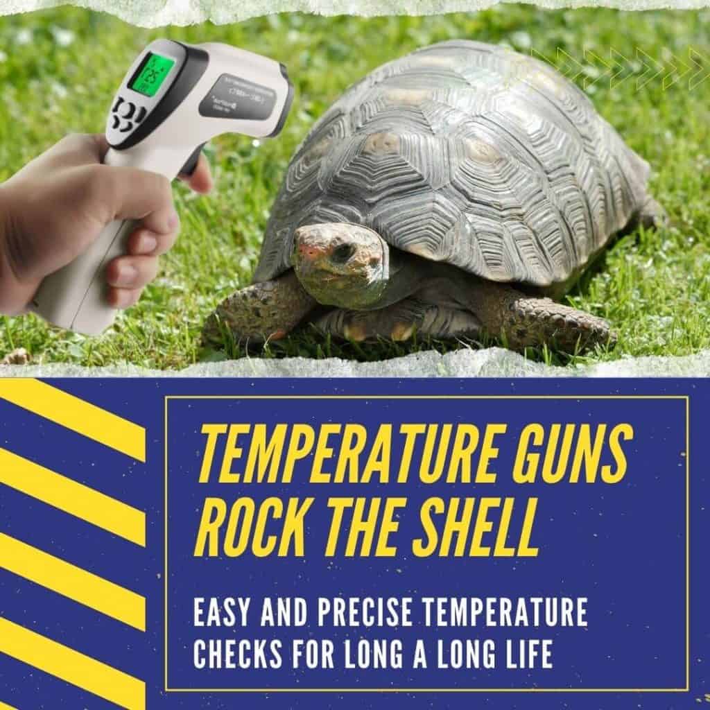 Complete Guide To Russian Tortoise Lighting 4