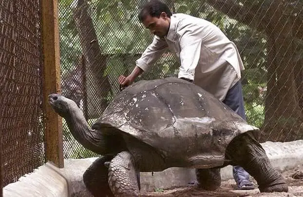 21 Fascinating Tortoise Statistics & Facts 2