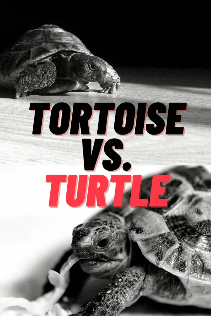 21 Fascinating Tortoise Statistics & Facts 4
