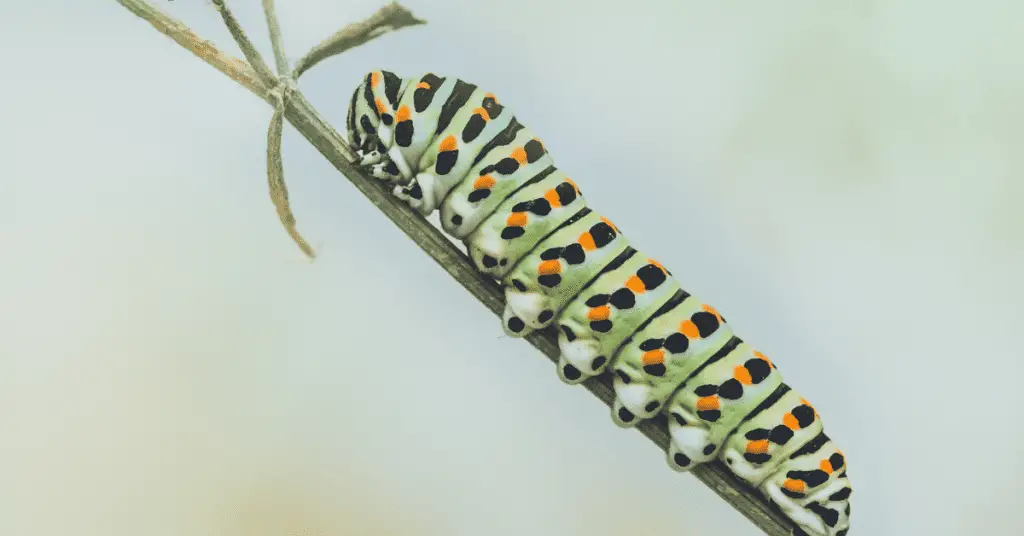Caterpillars are a fun, easy, and safe short term pet for kids that require very little maintenance.