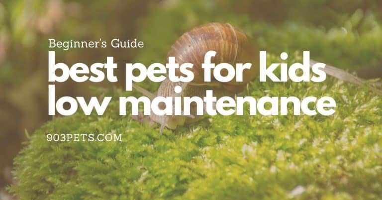 Easiest & Best Beginner Pets for Kids: Low Maintenance Animals
