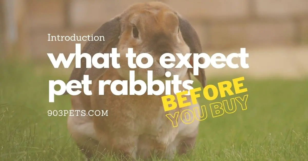 introduction to what to expect when you get a pet rabbit