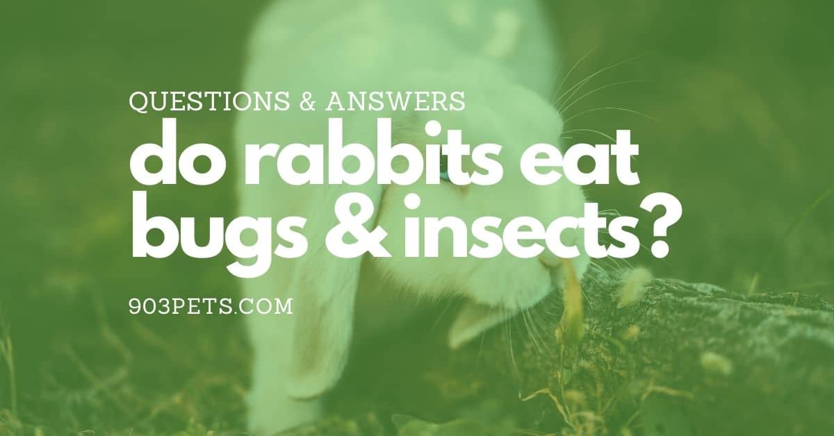 Do rabbits eat bugs insect or grasshoppers?