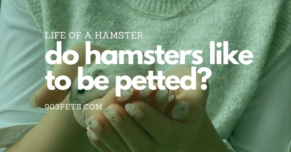 Do hamsters like to be petted and held? [Answers]