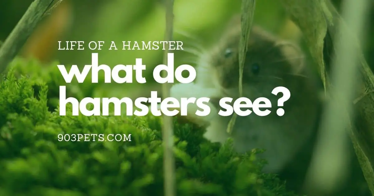 The Life of A Hamster: What Do Hamsters See? 1 The Life of A Hamster What Do They See