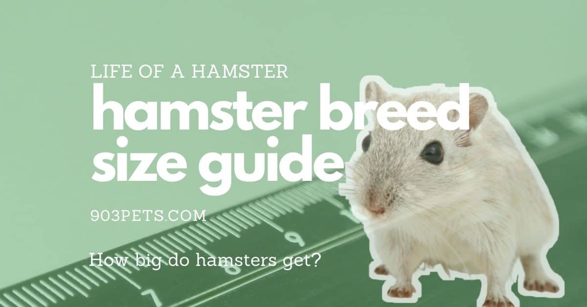 How big do hamsters grow breed size chart