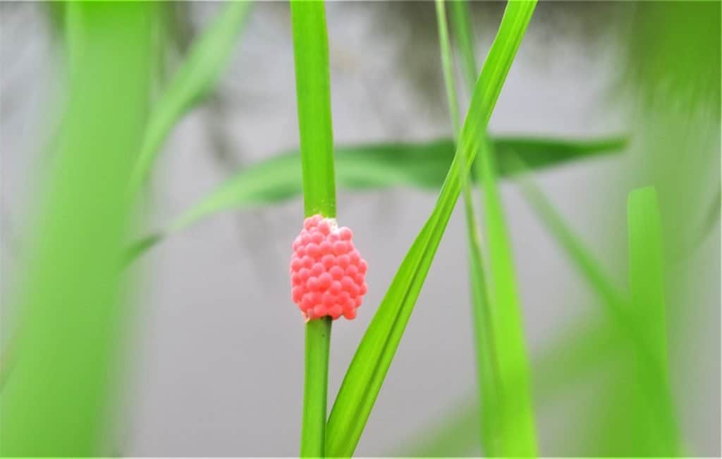 Snail Reproduction, Snail Eggs, Snail Hatching Times 2