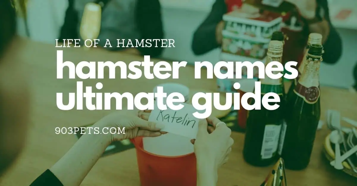 The Ultimate Guide To Hamster Names [2021]