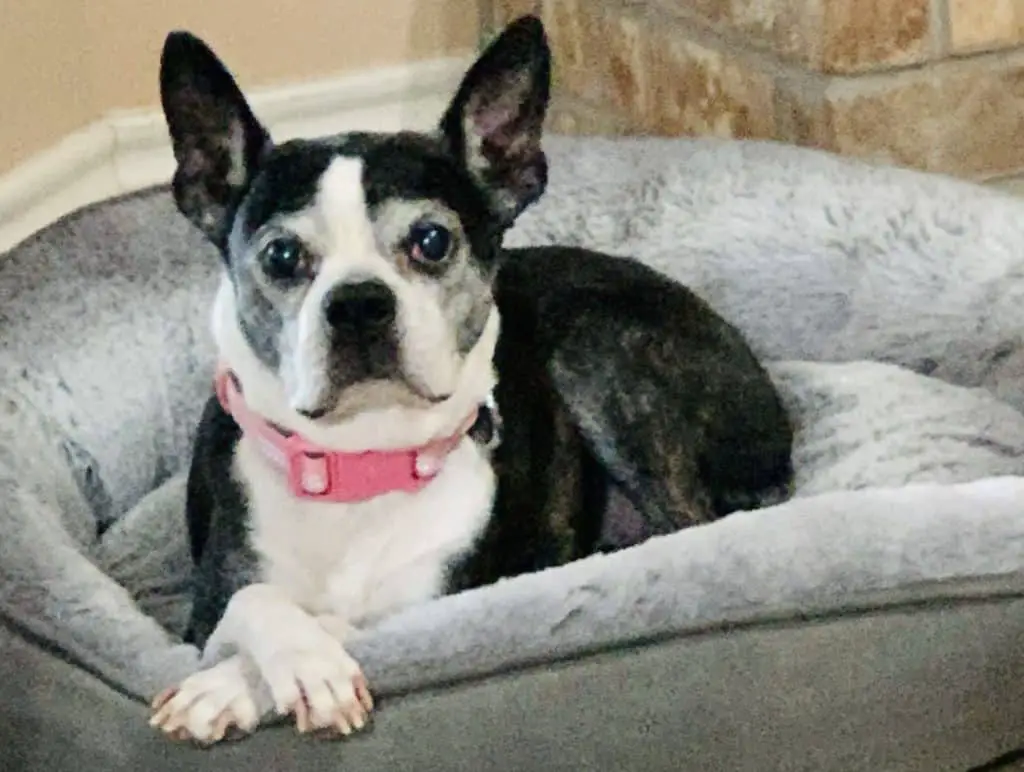 Sick Dog Vet Costs - Bridgette's Journey 4