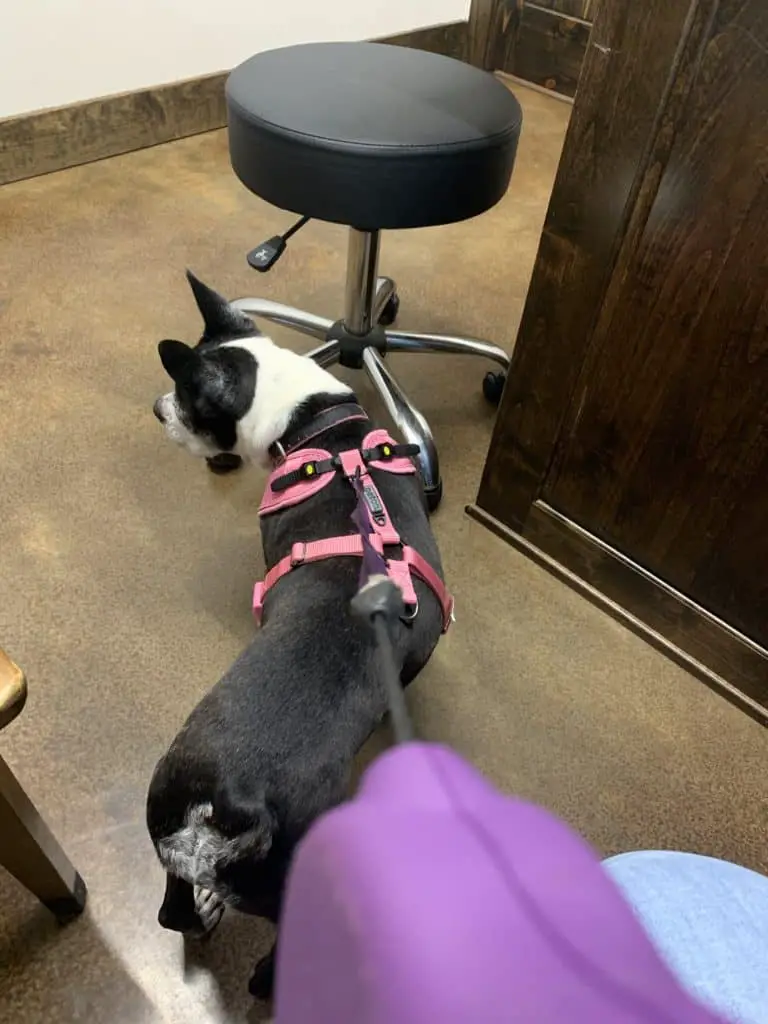 Sick Dog Vet Costs - Bridgette's Journey 2