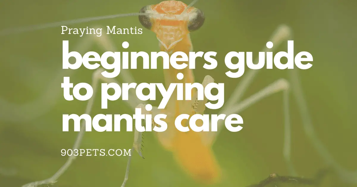beginners guide to praying mantis pet care