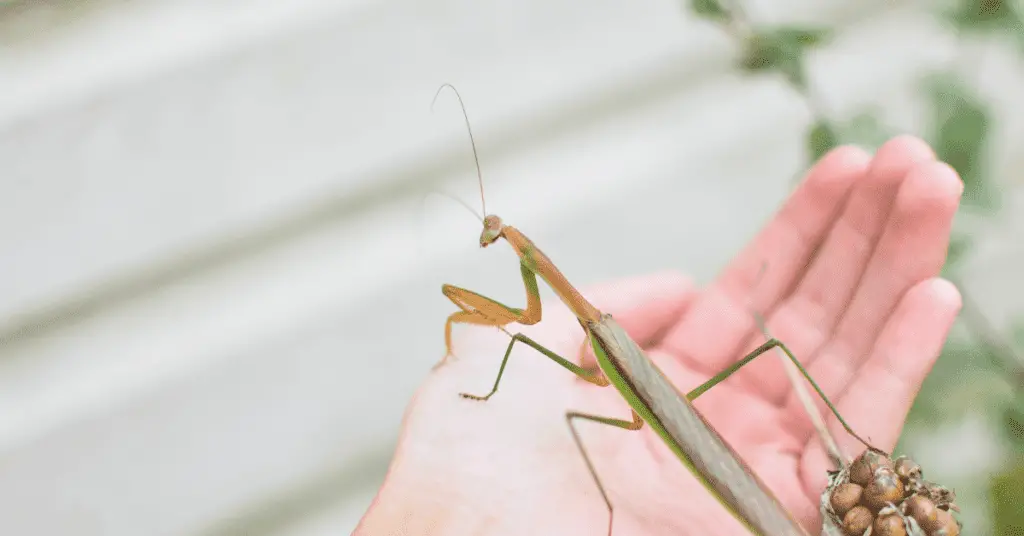 Ultimate Beginner's Guide to Praying Mantis Pet Care 3