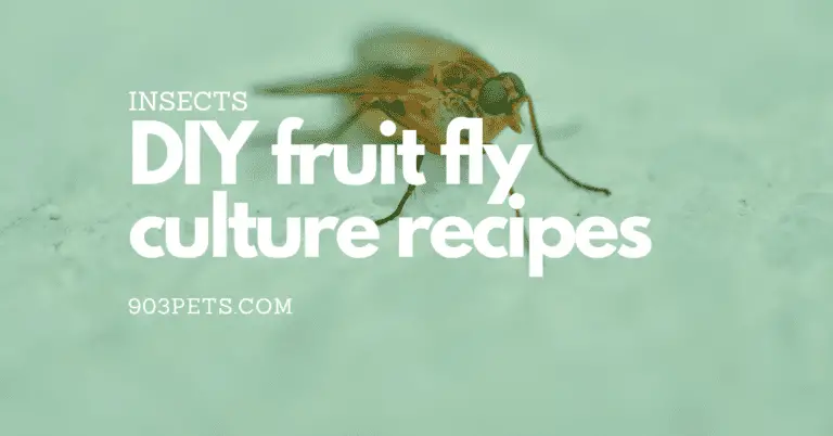 Flightless Fruit Fly Culture Recipes (Including Potato-Free)