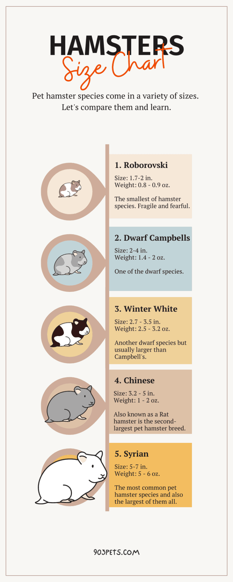 Hamster Breed Size Chart How Big Do Hamsters Get? 903Pets