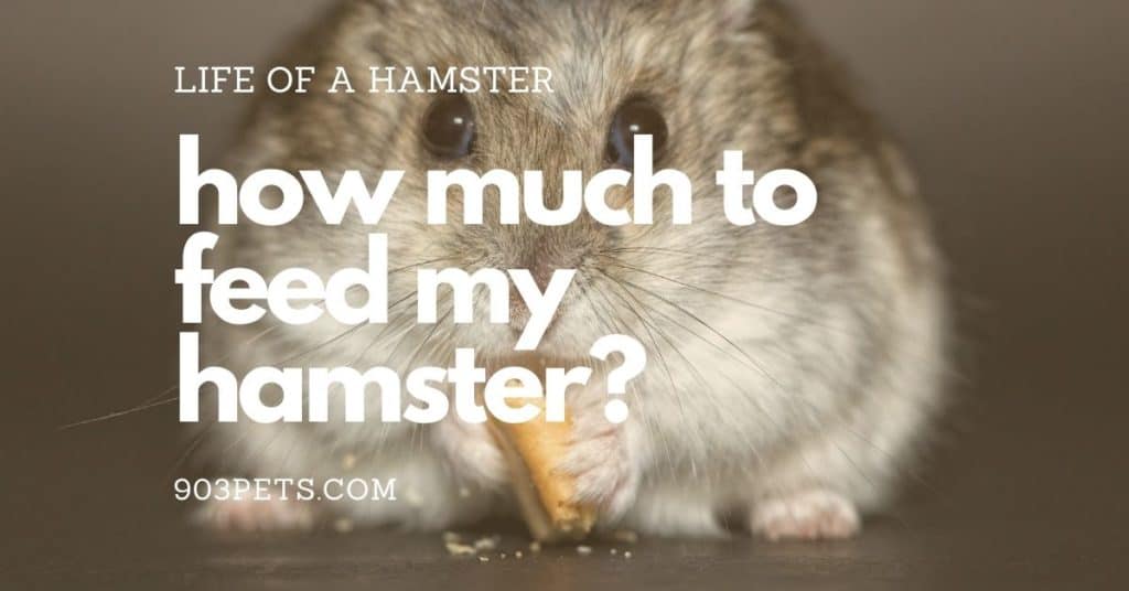 What Do Hamsters Eat [do's And Don'ts] - 903pets