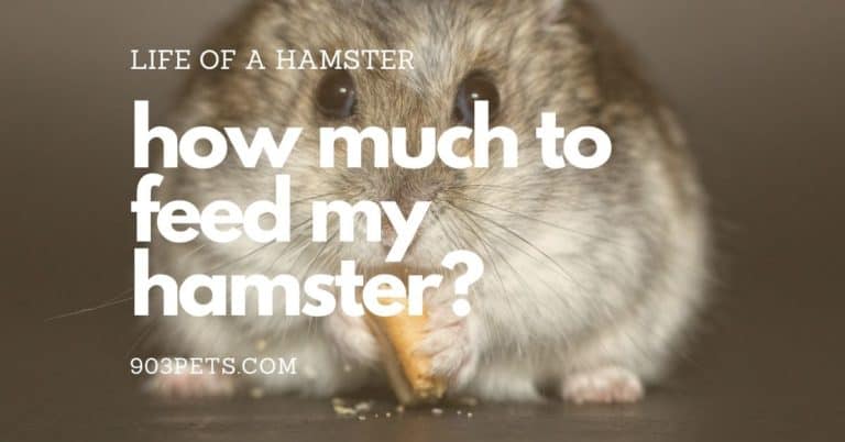 How much to feed pet hamsters - food and water guide