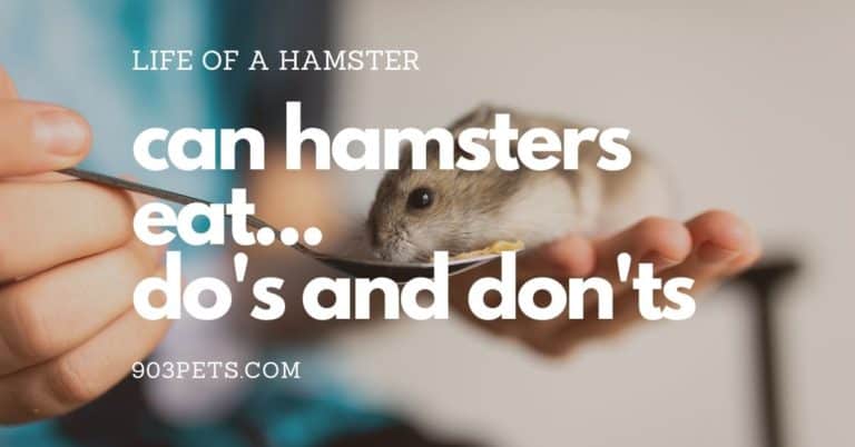 What Can Hamster Eat Dos and Donts