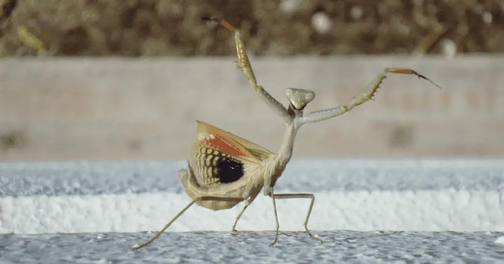 How Long Do Praying Mantis Live? Praying Mantis Lifespan 2