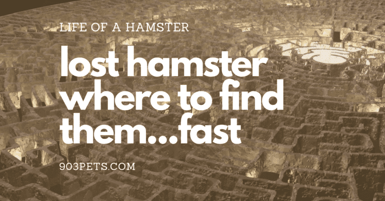 Hamster Escaped – Where To Find A Lost Hamster Indoors Fast [Statistics]