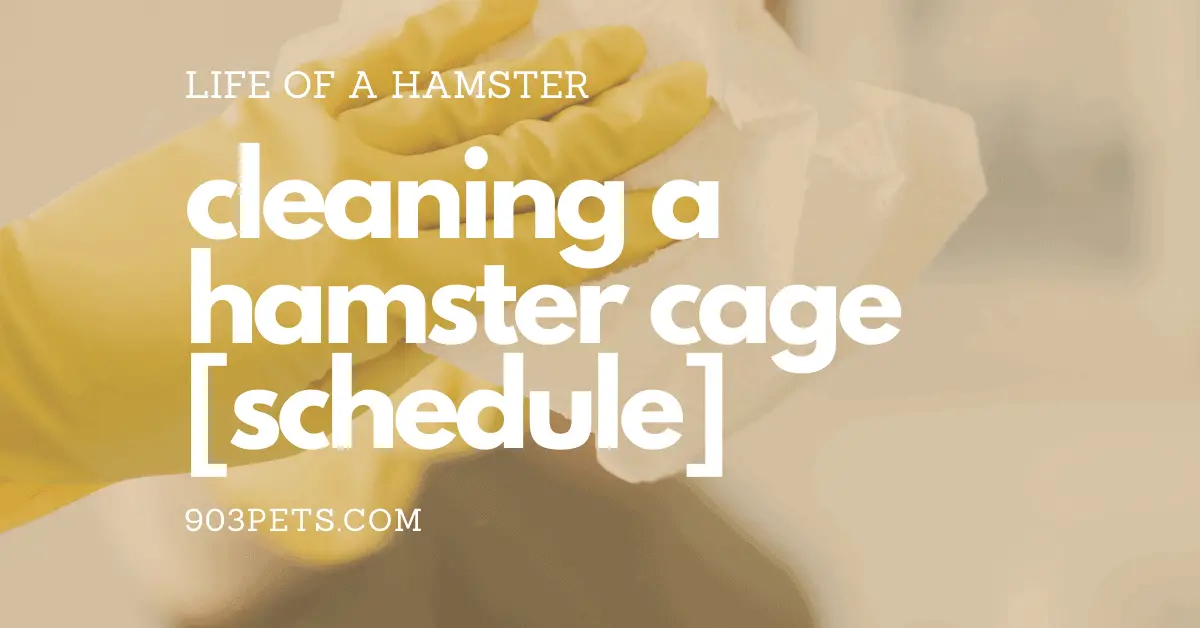 Cleaning a hamster cage step by step [schedule]