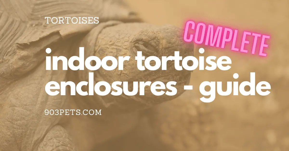 Indoor Tortoise Enclosures – What You Need To Know [2022]