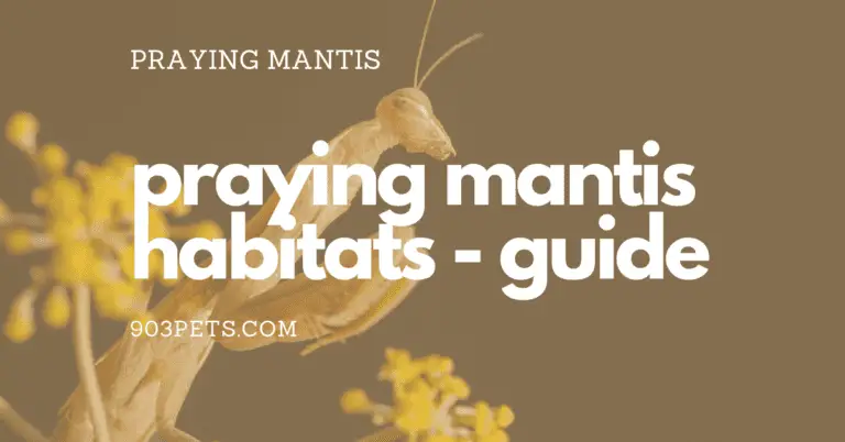 Praying Mantis Habitat Guide - What Matters & What Doesn't 7 praying mantis habitat enclosure cage guide