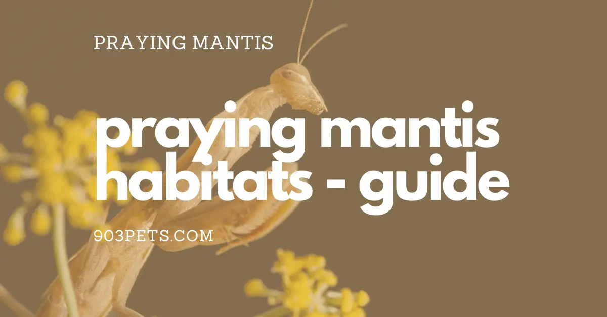 praying mantis habitat enclosure cage guide