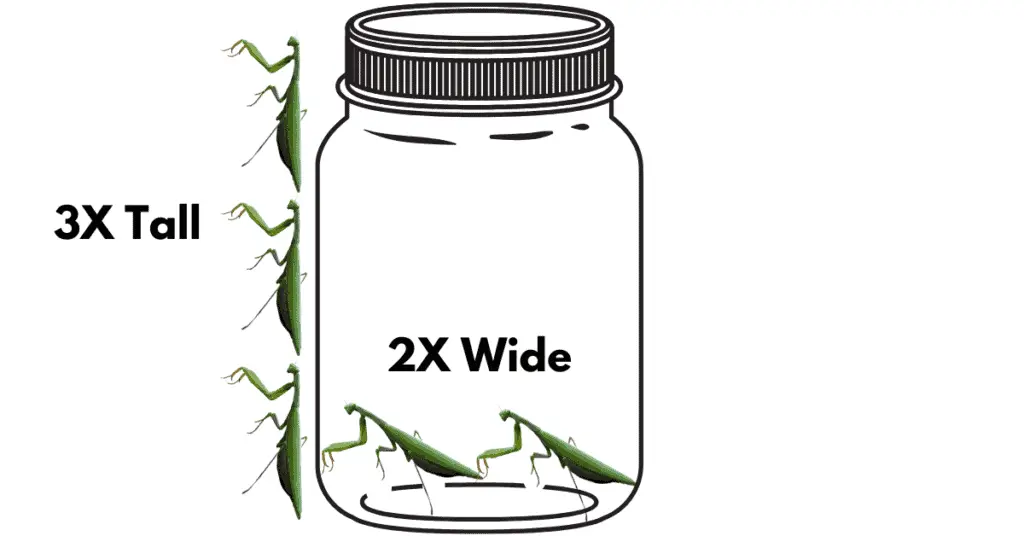 Praying Mantis Pet Keeping - Beginners Guide - 101 3