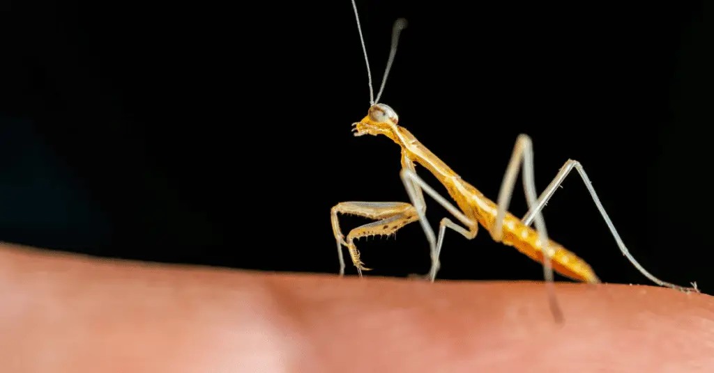Praying Mantis Pet Keeping - Beginners Guide - 101 5