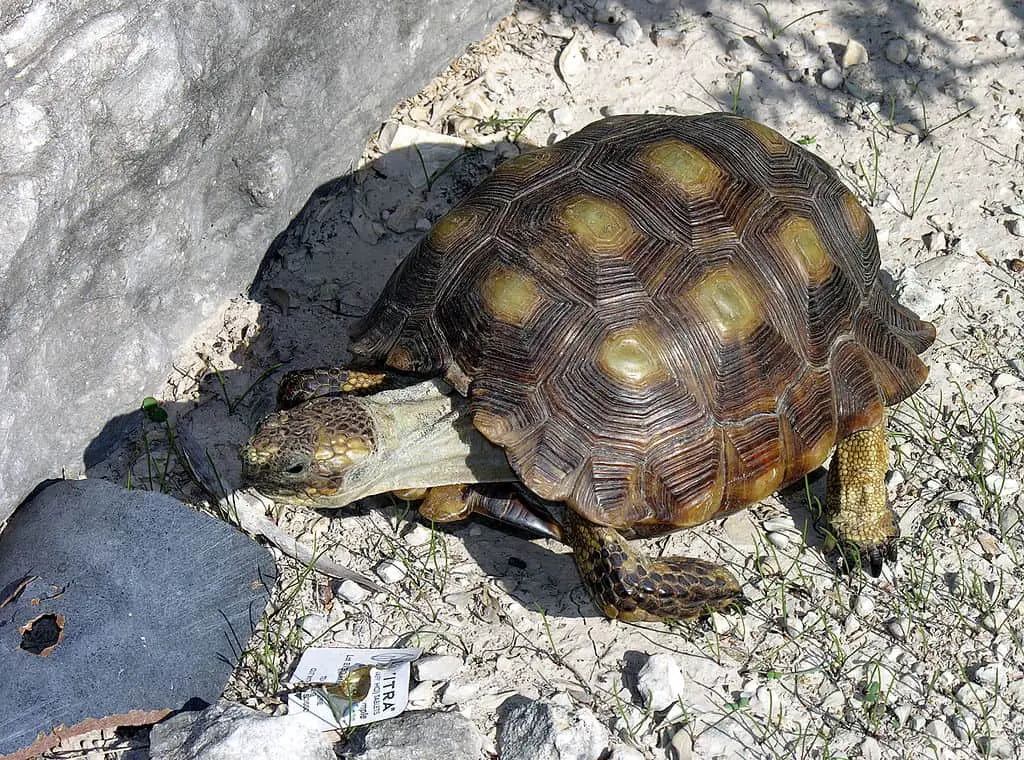 Texas Tortoise: Important Facts You Should Know - Avoid Crime - 903Pets