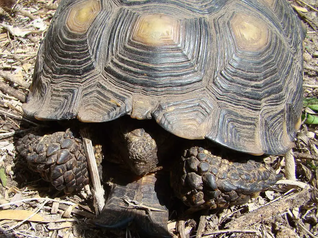 Texas Tortoise: Important Facts You Should Know - Avoid Crime - 903Pets