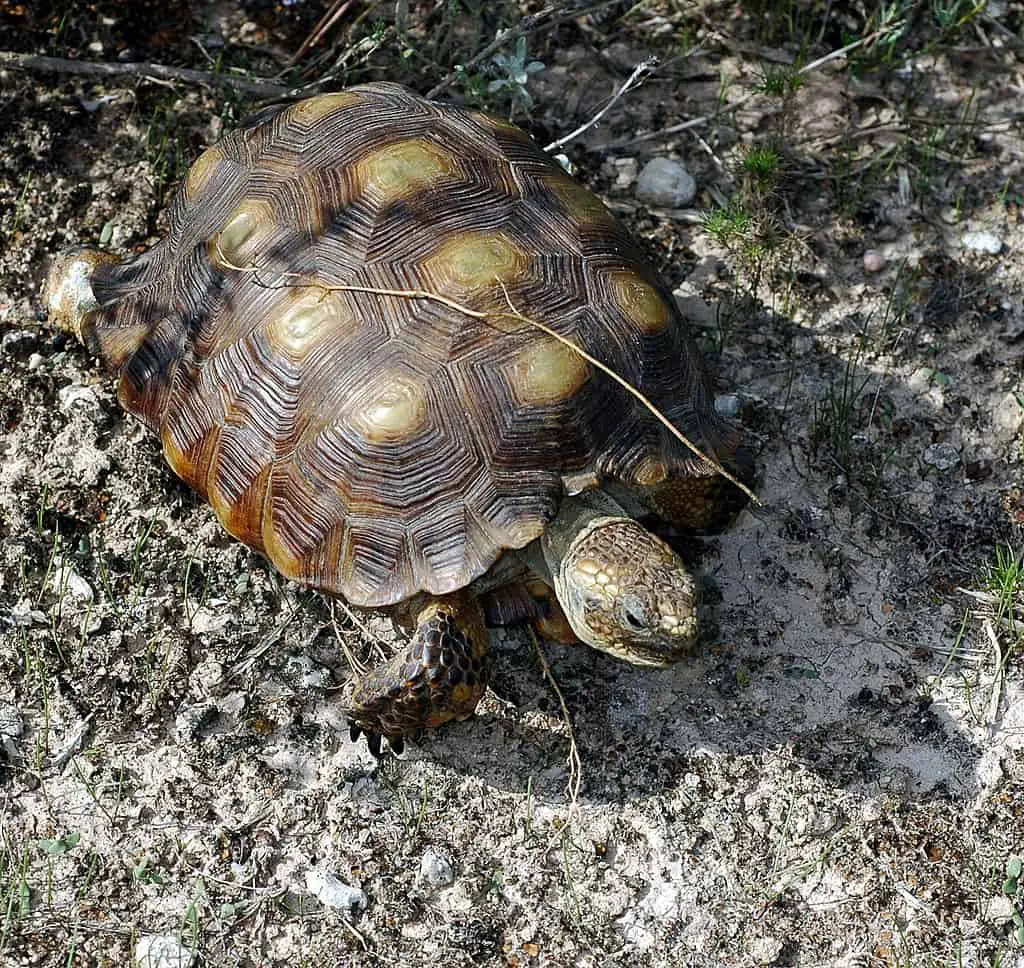 Texas Tortoise: Important Facts You Should Know - Avoid Crime 3