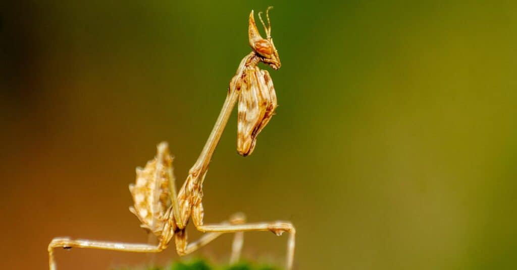 Flower Mantis Guide - All You Need To Know 2
