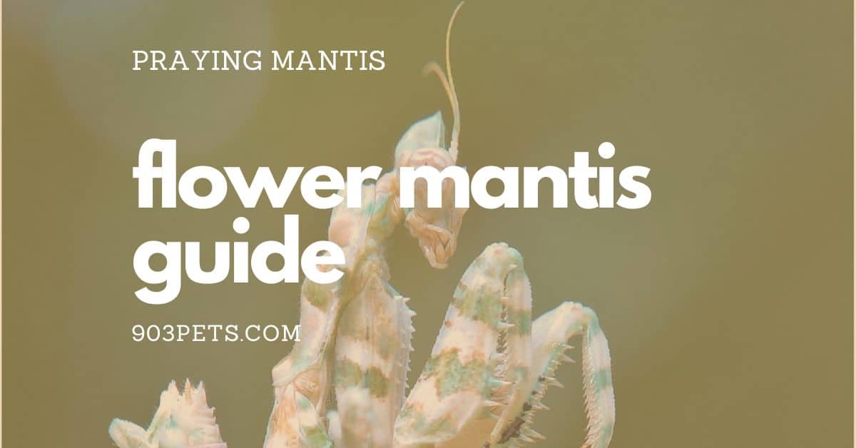 Flower Mantis Guide - All You Need To Know 1 flower mantis guide