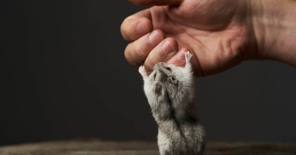Hamster Weirdness: 13 Hamster Behaviors Explained 7