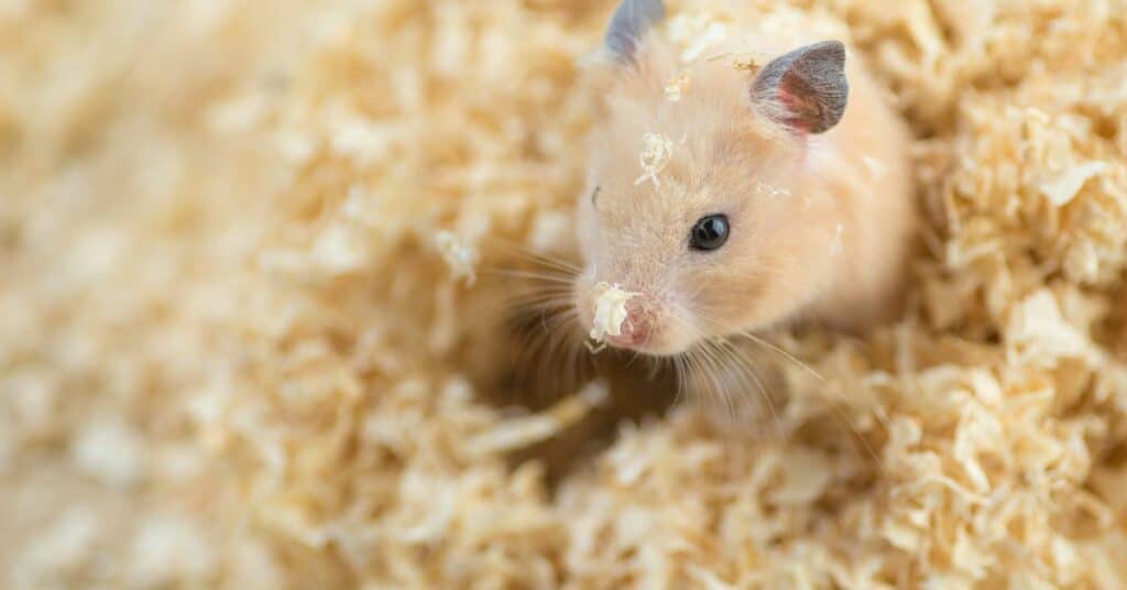 13 hamster behaviors - 7