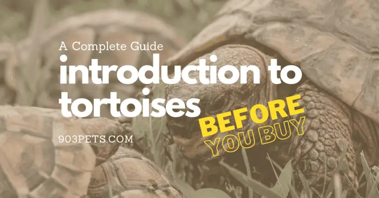 A Beginners Introduction To Tortoises As Pets [Read Before You Buy]