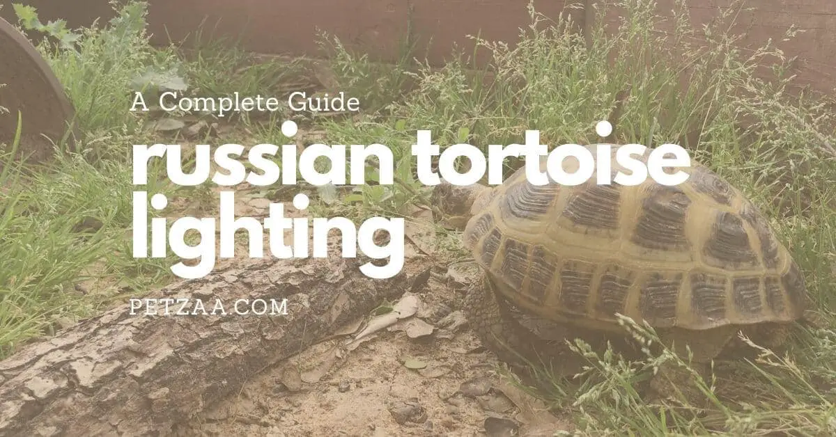 Complete Guide To Russian Tortoise Lighting