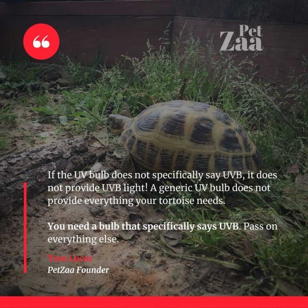 Complete Guide To Russian Tortoise Lighting 2