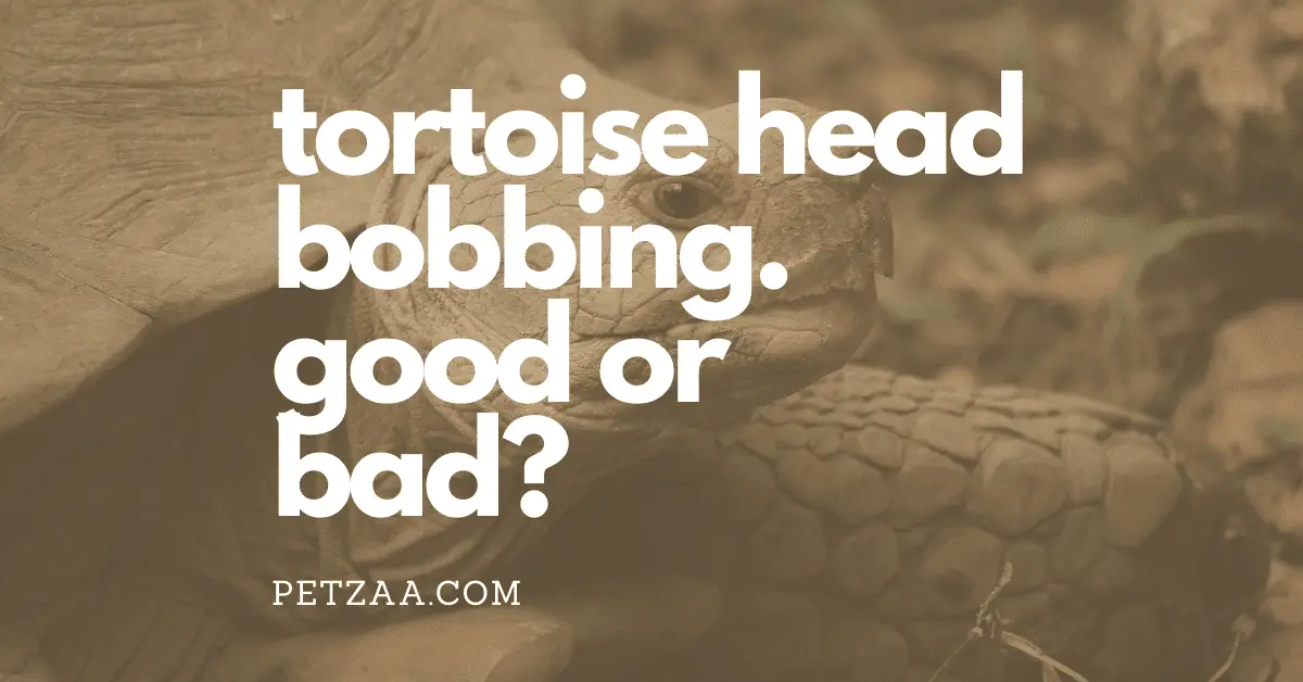 Tortoise Head Bobbing. What is it and why? 1 Tortoise Head Bobbing. What is it and why?