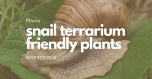 10 snail safe terrarium plants
