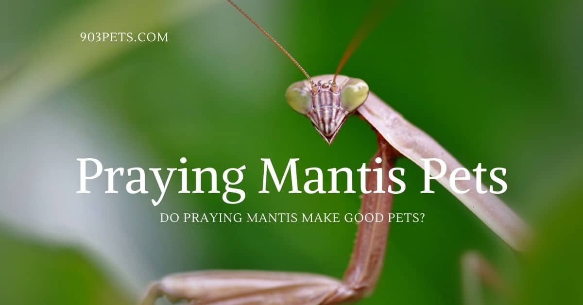 Praying Mantis Pet Keeping - Beginners Guide - 101 - 903Pets