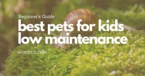 Easiest & Best Beginner Pets for Kids_ Low Maintenance Animals