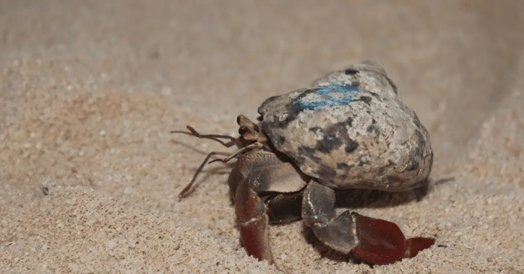 Hermit crabs are an easy pet for kids