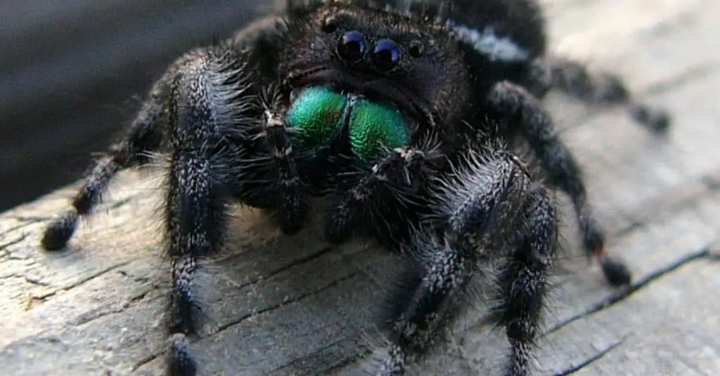 Easiest & Best Beginner Pets for Kids: Low Maintenance Animals 5 Jumping spiders are the tiny, easiest pet for kids that need minimal care.